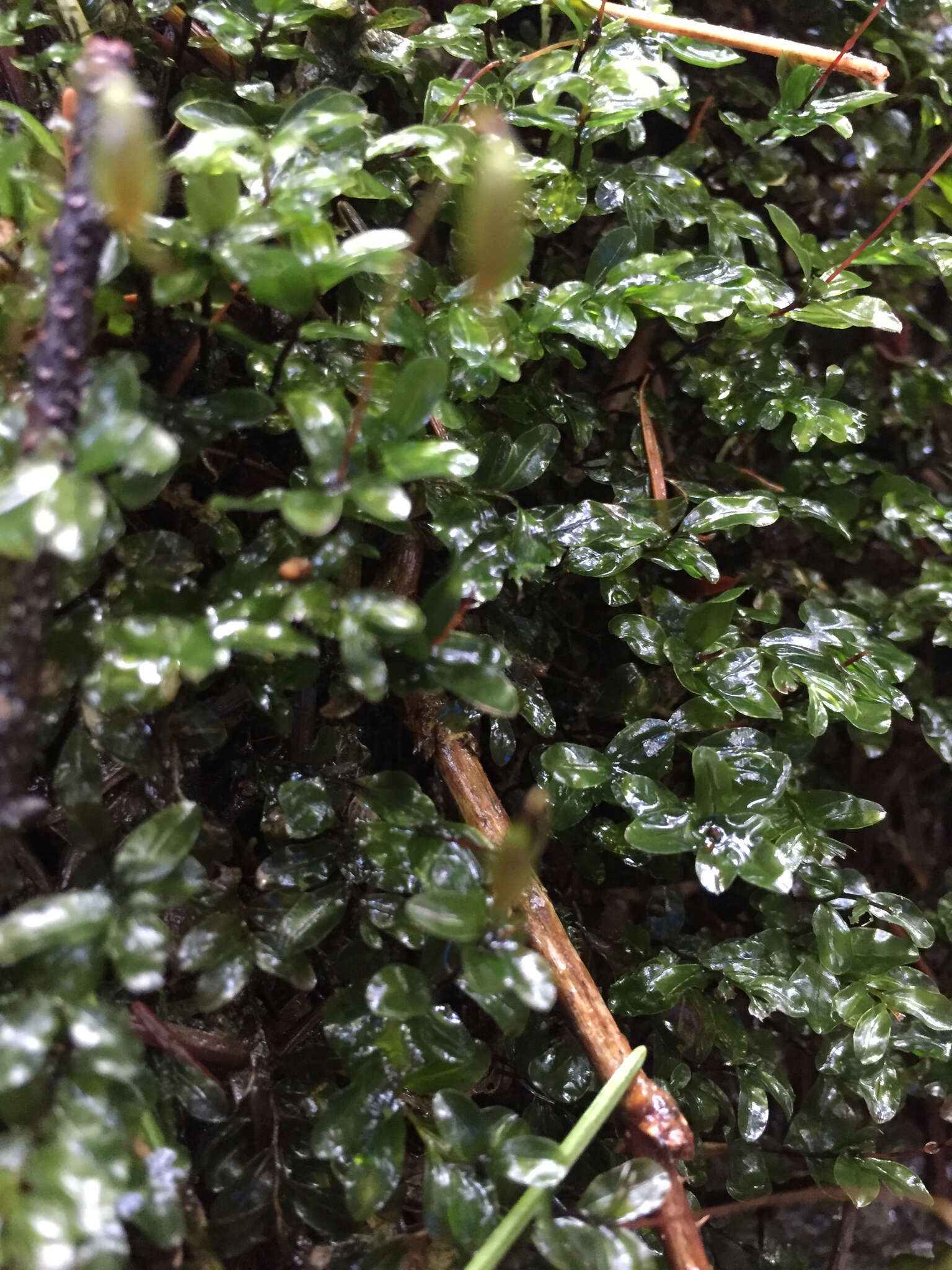 Image of plagiomnium moss