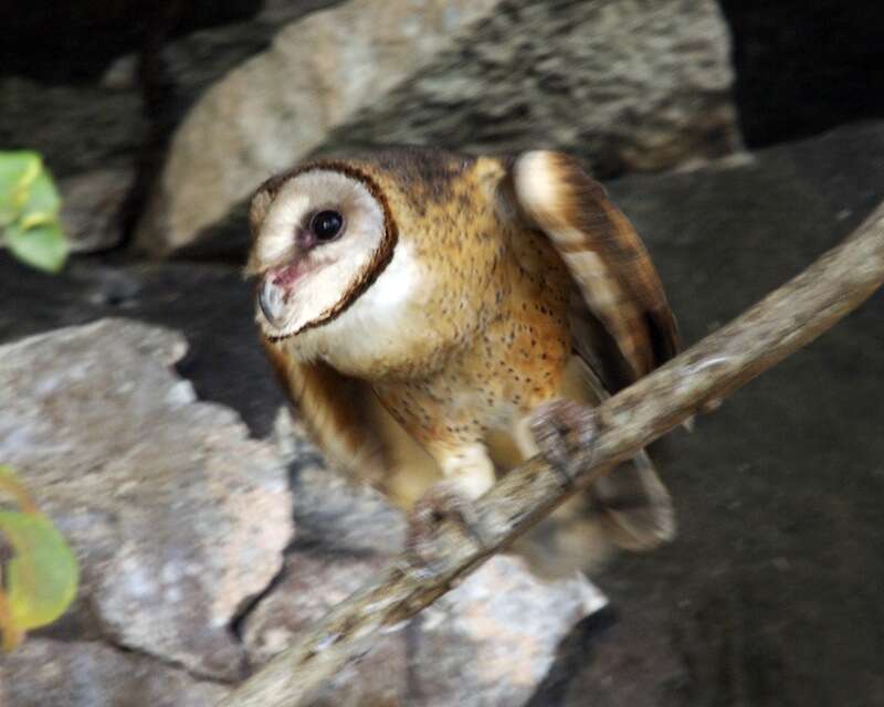 Image of Sulawesi Masked Owl