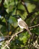 Image of Sooty-headed Bulbul