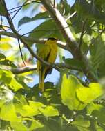 Image of Black-naped Oriole