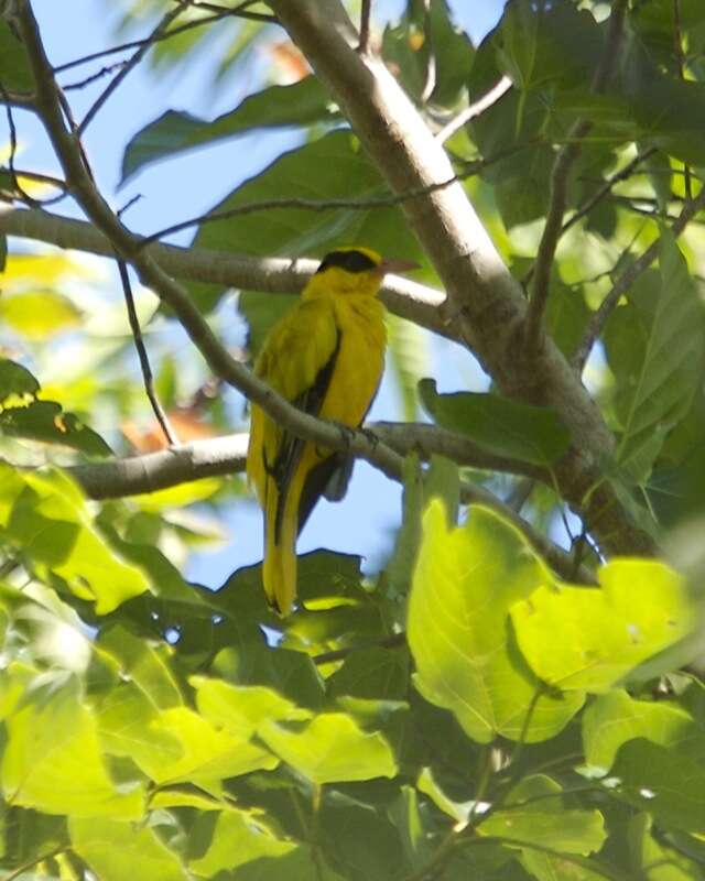 Image of Black-naped Oriole