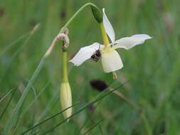 Image de Narcissus triandrus subsp. triandrus