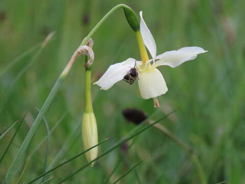 Слика од Narcissus triandrus subsp. triandrus