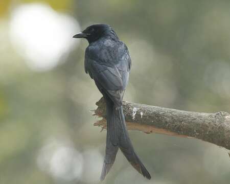 Image of Black Drongo