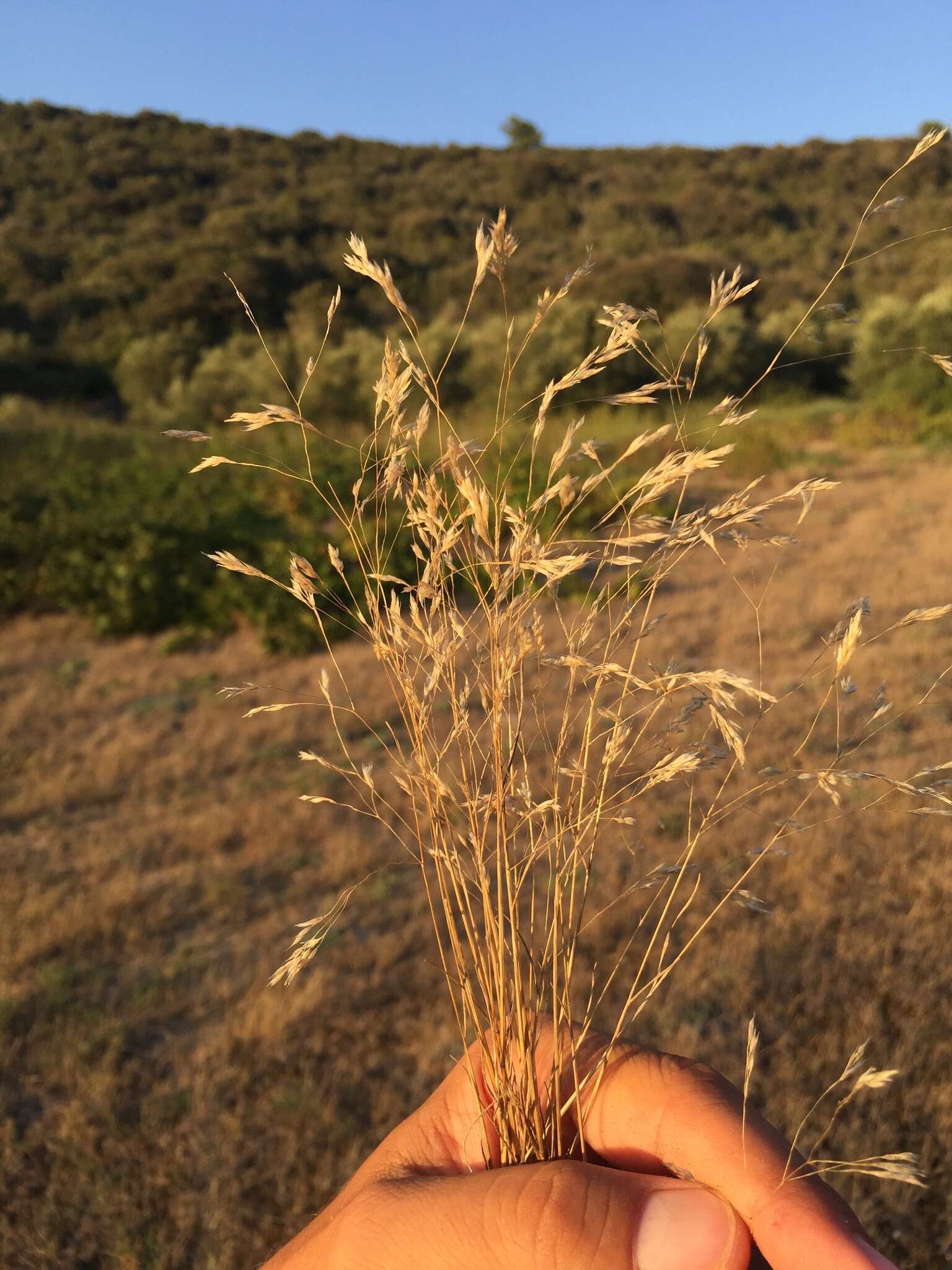 Plancia ëd Corynephorus divaricatus (Pourr.) Breistr.