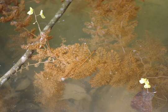 Image de Utricularia aurea Lour.