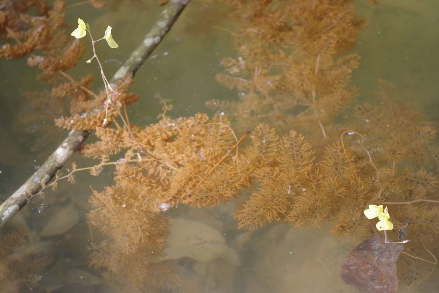 Image de Utricularia aurea Lour.