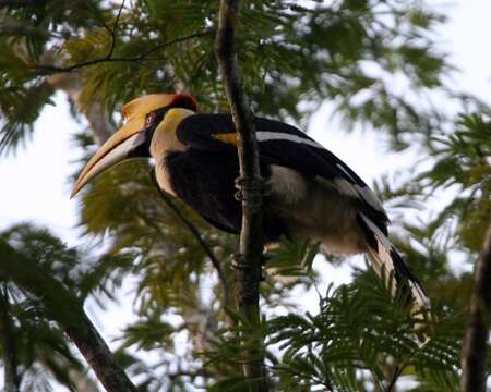 Image of Great Indian Hornbill