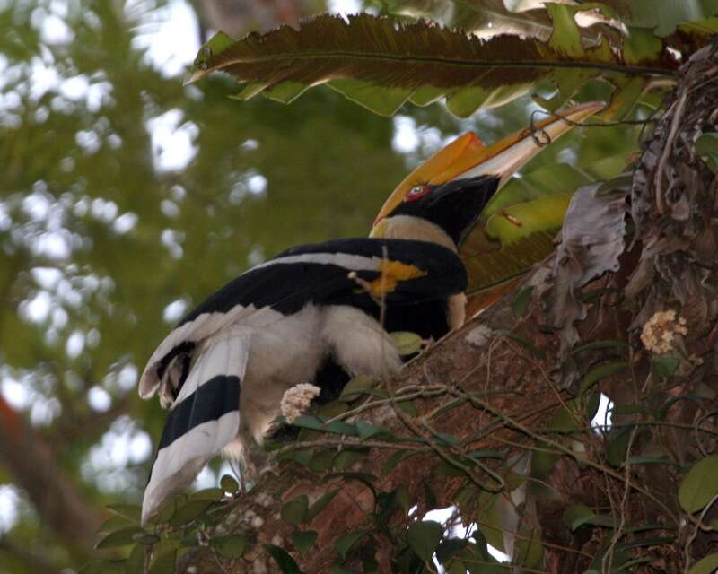 Image of Great Indian Hornbill