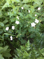 Image of Richardson's geranium