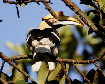 Image of Great Indian Hornbill