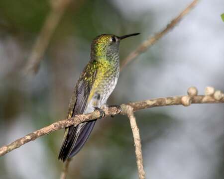 Image of Amazilia versicolor