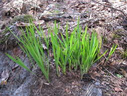 Image of Anthericum