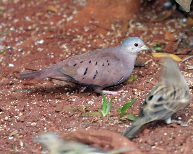 Image of Ruddy Ground Dove