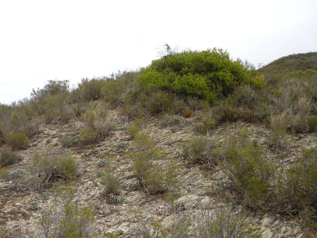 Image of Haworthia herbacea (Mill.) Stearn