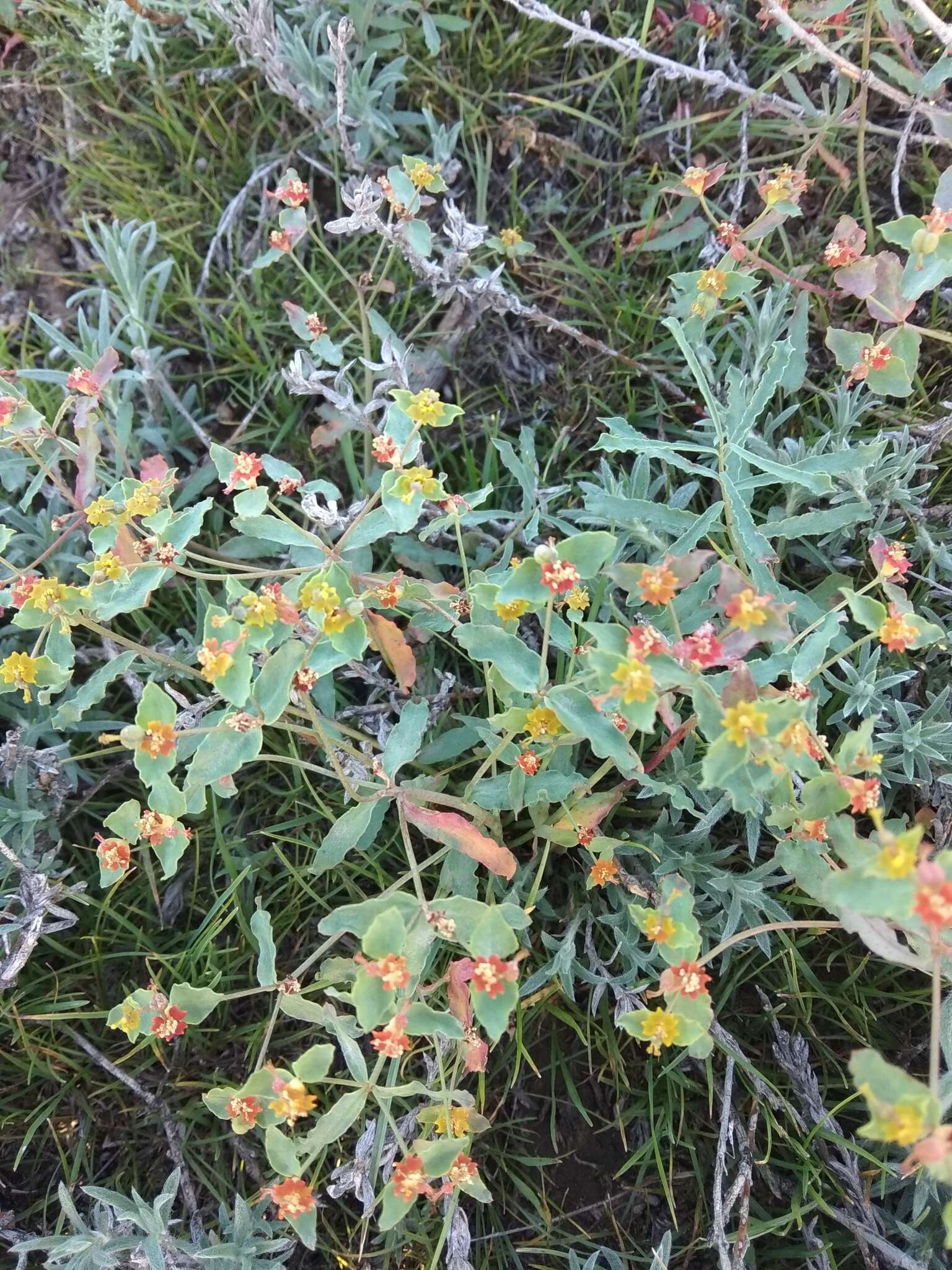 Image of Euphorbia undulata M. Bieb.