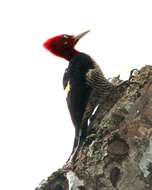 Image of Robust Woodpecker