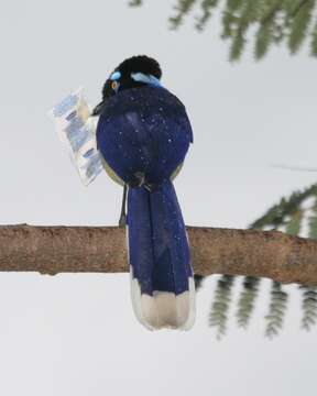 Image of Plush-crested Jay