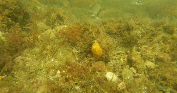 Image of Horseshoe butterflyfish