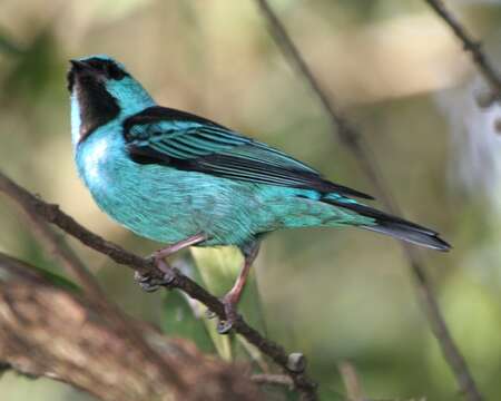 Image of Blue Dacnis