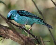 Image of Blue Dacnis