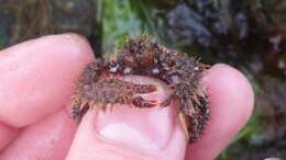 Image of hairy crab