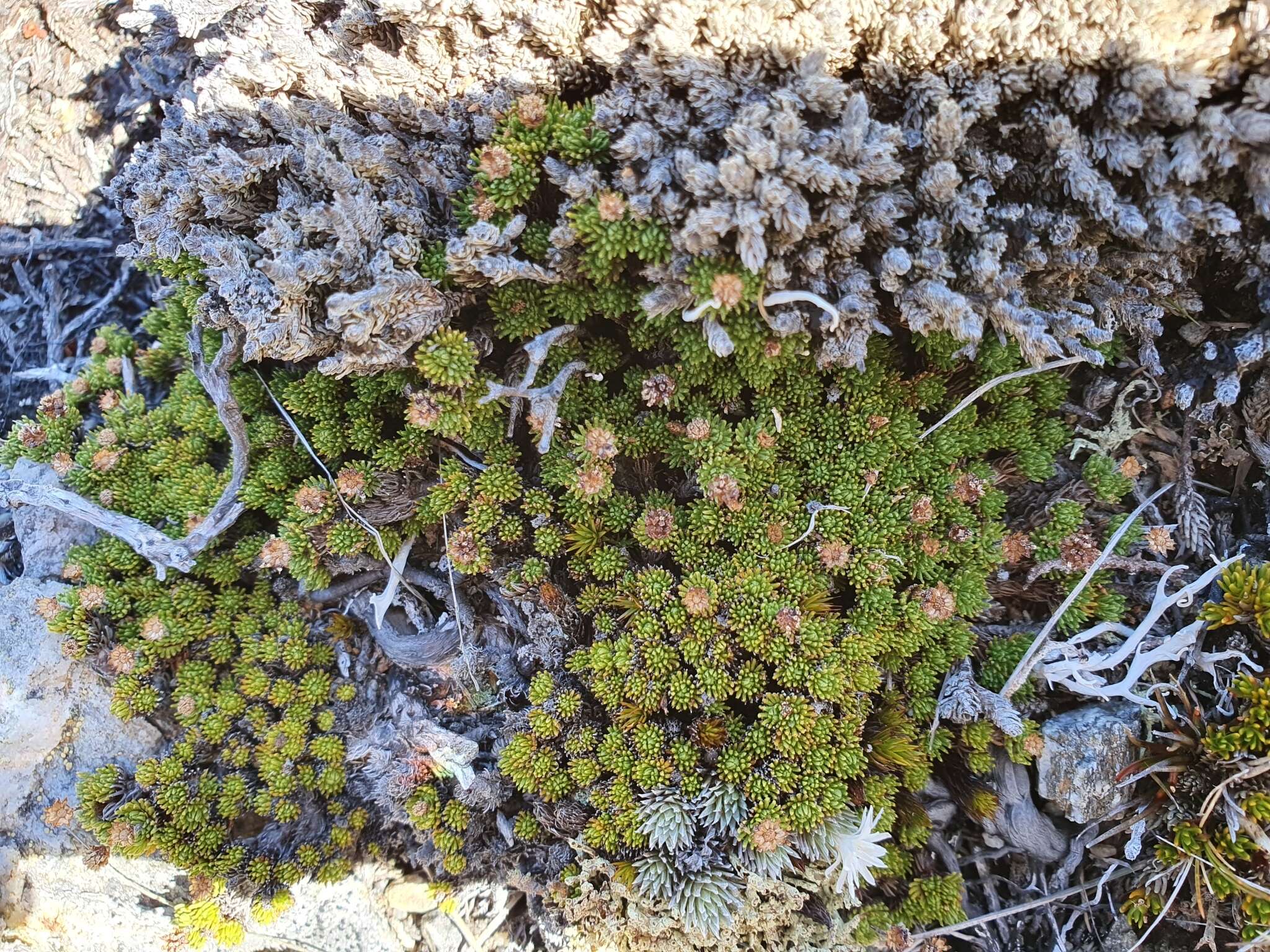 Image of Leptinella goyenii (Petrie) D. G. Lloyd & C. J. Webb