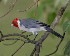 Image of Red-crested Cardinal