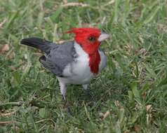 Image of Red-crested Cardinal