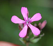 Atocion armeria (L.) Fourr. resmi