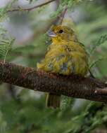 Image of Saffron Finch