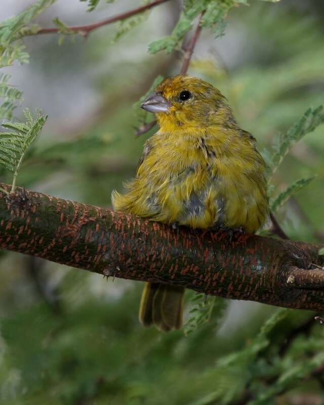 Image of Saffron Finch