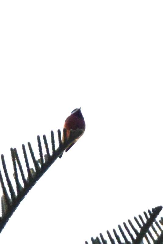 Image of Chestnut-bellied Tit