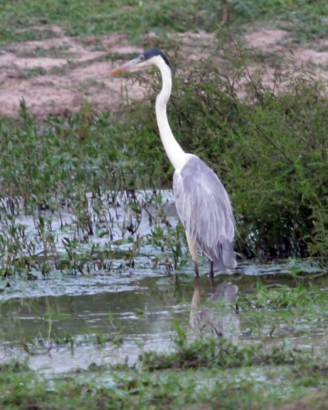 Image of Cocoi Heron