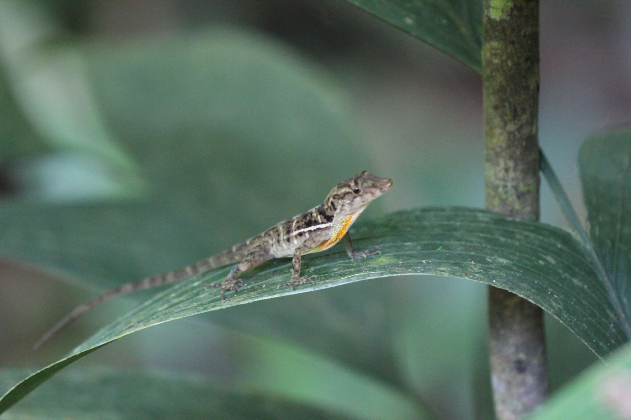 Image of Anolis osa Köhler, Dehling & Köhler 2010