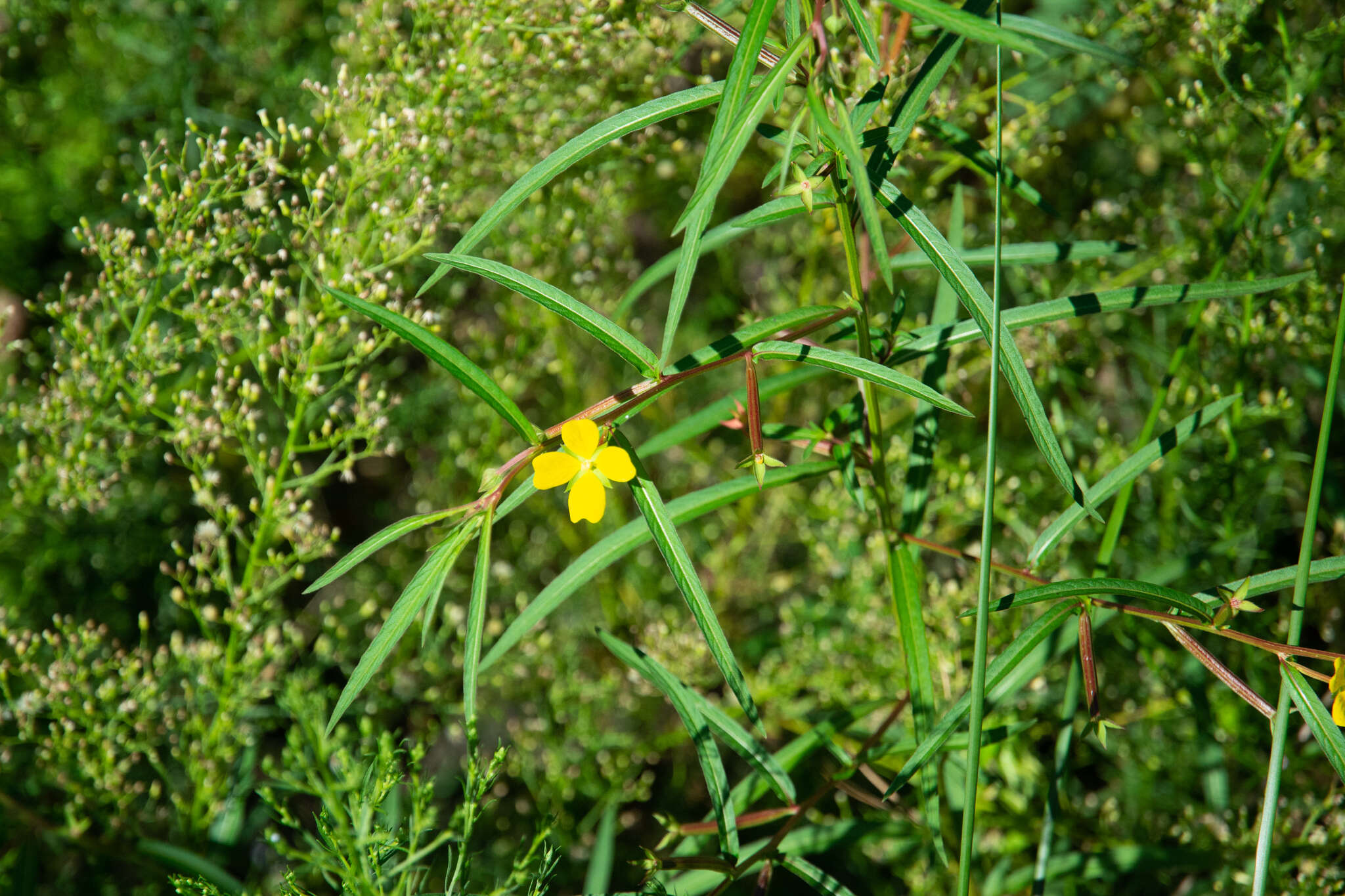 Imagem de Ludwigia leptocarpa (Nutt.) Hara