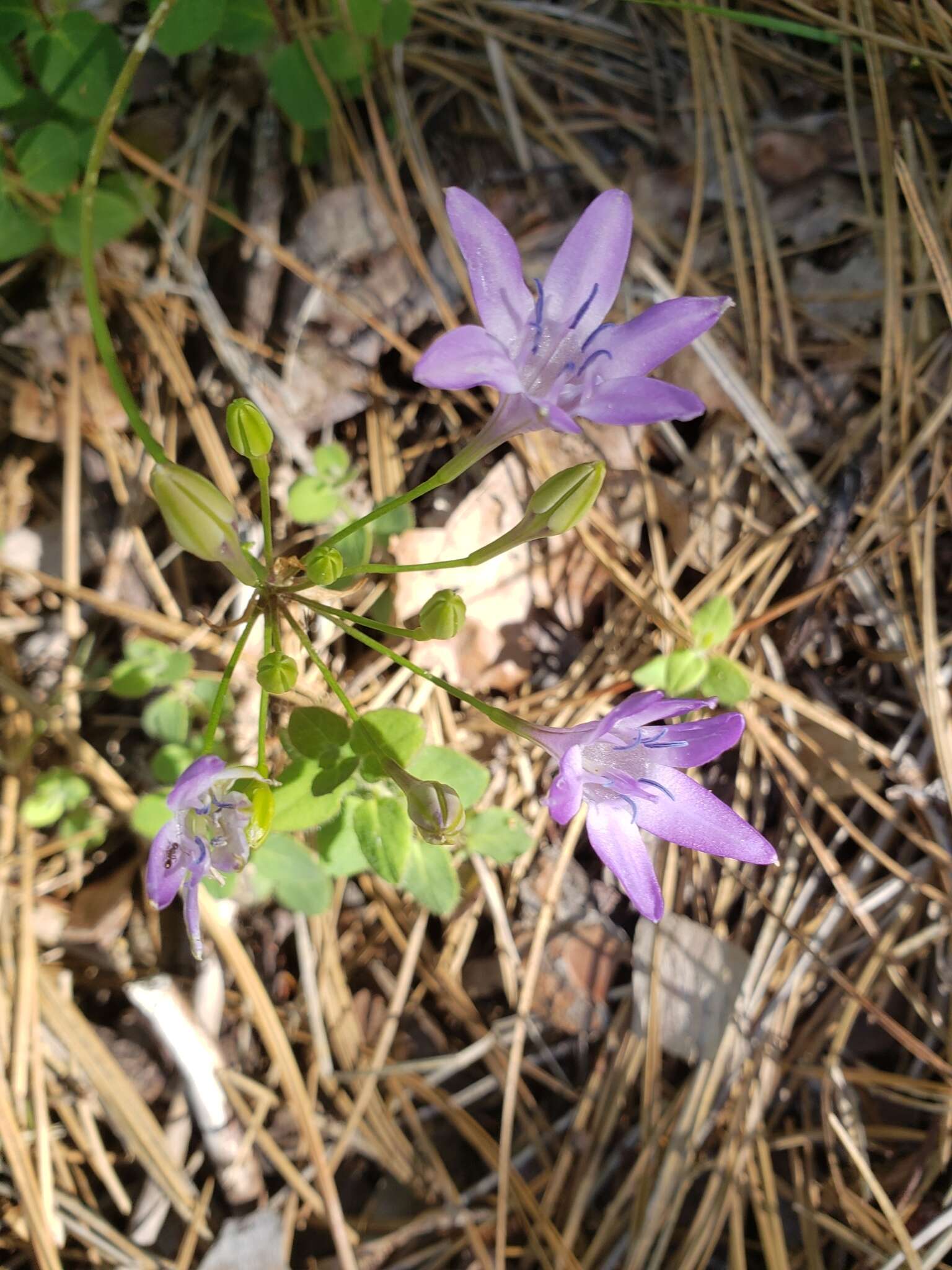 Sivun Triteleia bridgesii (S. Watson) Greene kuva