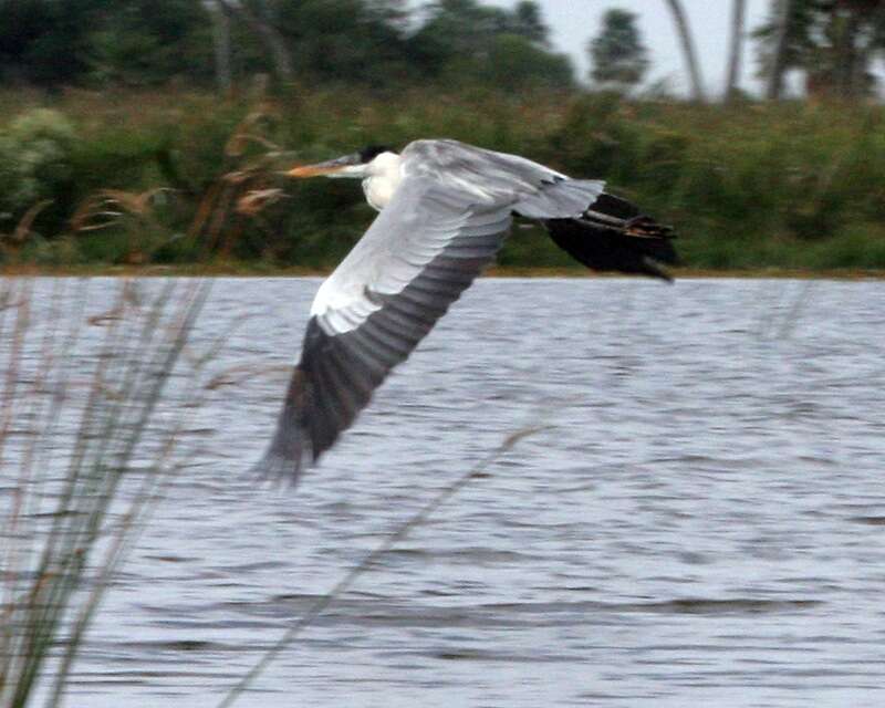 Image of Cocoi Heron