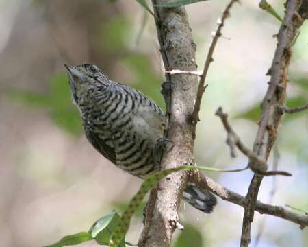 Image of White-barred Piculet