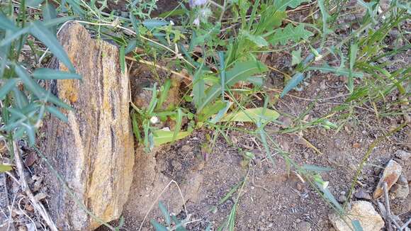 Image of Stebbins' desertdandelion