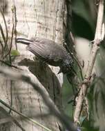 Image of White-barred Piculet