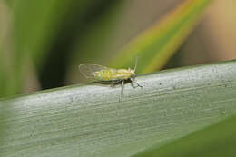 Image of Psyllid