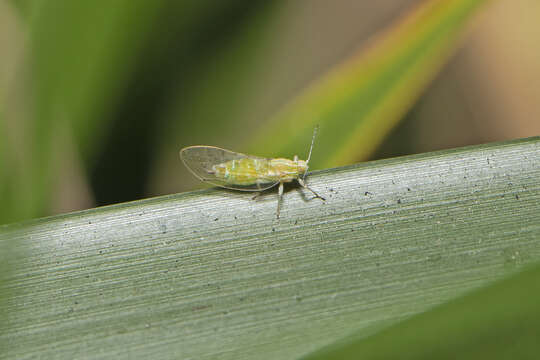 Image of Psyllid