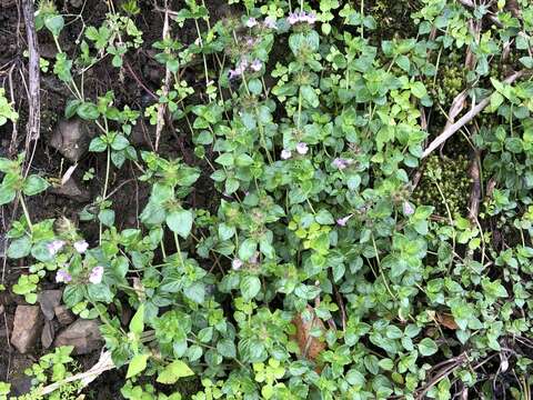 Sivun Clinopodium laxiflorum (Hayata) K. Mori kuva