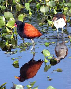 Image of Wattled Jacana