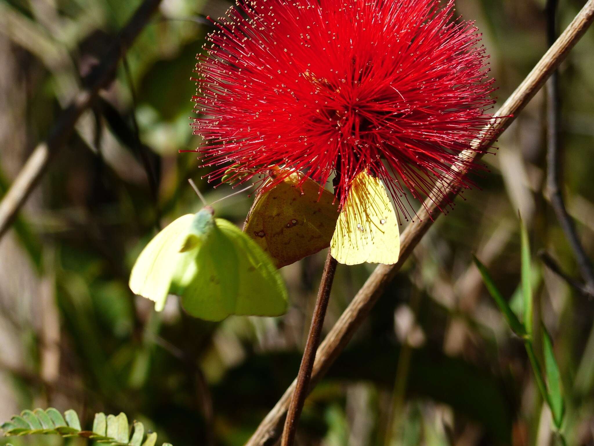 Calliandra dysantha Benth.的圖片