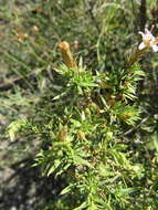 Image of Lophopappus foliosus Rusby