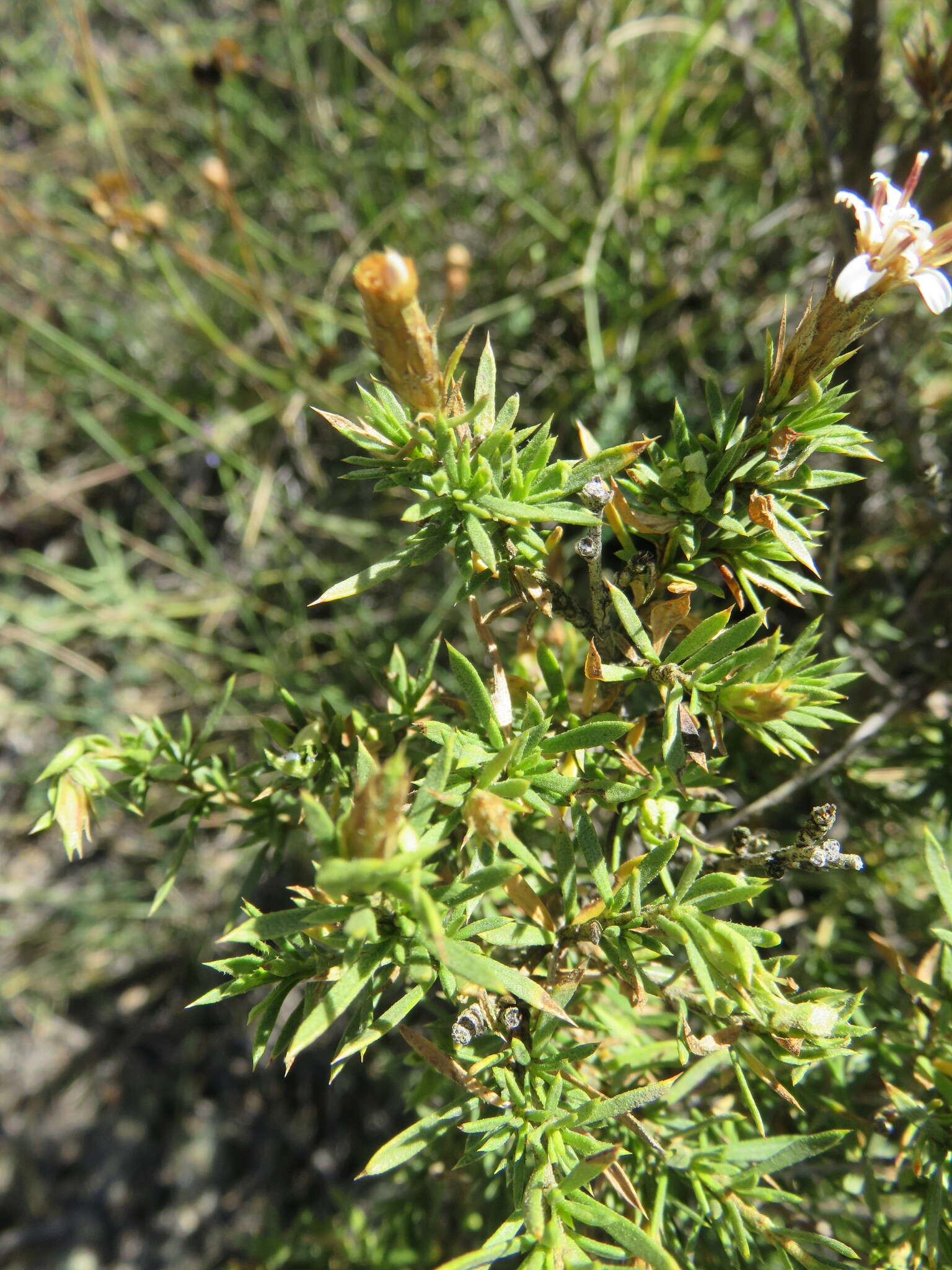 Image of Lophopappus foliosus Rusby