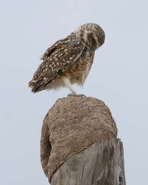 Image of Burrowing Owl