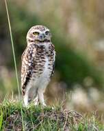 Image of Burrowing Owl